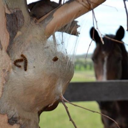 Caterpillar nest next to a horse paddock. Photo credit: Nigel Perkins.